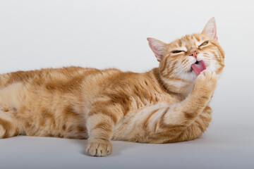 A Beautiful Domestic Orange Striped cat laying down and cleaning itself tongue out in strange, weird, funny positions. Animal portrait against white background.
