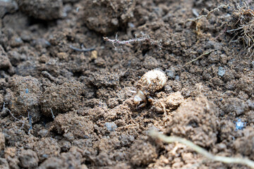 larvae of Small cicada - Platypleura kaempferi - on the ground in JAPAN.
