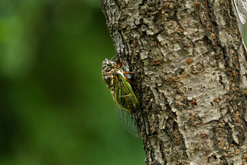 Black cicada  - Cryptotympana facialis - is staying on cherry tree trunk in Fukuoka prefecture, JAPAN.