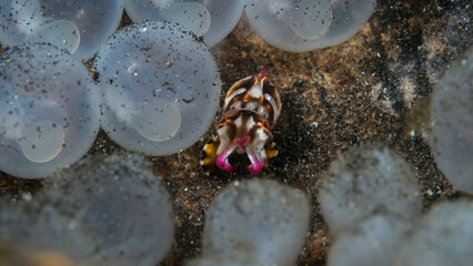 Baby flamboyant cuttle fish being born hatching from egg -  Metasepia pfefferi