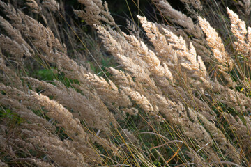 dried wild carrot flowers Daucus carota together with dried grass and spikelets beige close up
