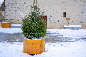Small snowy fir tree in a wooden pot outdoor in winter. Christmas concept. High quality photo