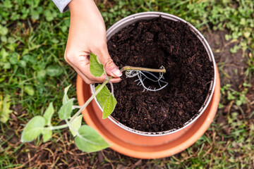 Offshoot and cutting plant gardening, woman holding a physalis peruviana plant