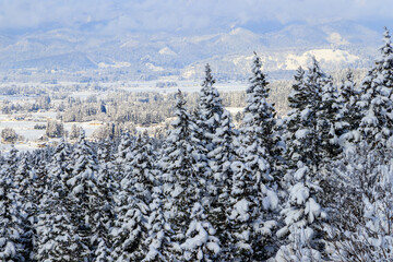 冬の森林　雪山　風景　秋田県　1月
