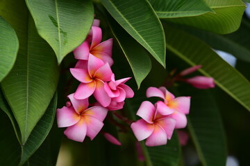 Colorful flowers and morning sunshine	