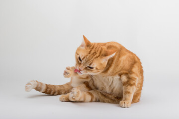 A Beautiful Domestic Orange Striped cat laying down and cleaning itself tongue out in strange, weird, funny positions. Animal portrait against white background.