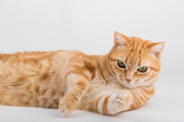 Fototapeta premium A Beautiful Domestic Orange Striped cat laying down and cleaning itself tongue out in strange, weird, funny positions. Animal portrait against white background.