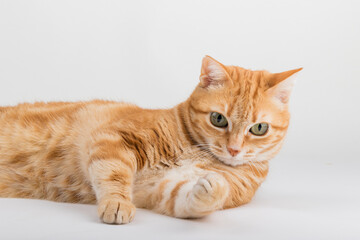 A Beautiful Domestic Orange Striped cat laying down in strange, weird, funny positions. Animal portrait against white background.