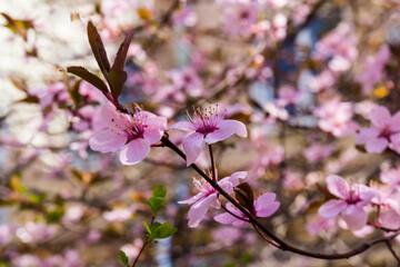 Spring Pink Cherry Blossoms with Blue Sky Background