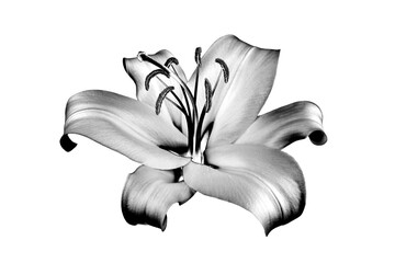 One silver lily flower on white background isolated close up, beautiful black and white single lilly, shiny gray metallic floral pattern, monochrome design element, illustration, vintage decoration - obrazy, fototapety, plakaty