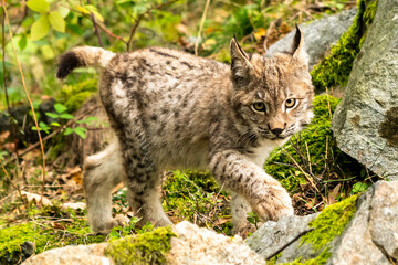 Obraz premium Lynx in green forest with tree trunk. Wildlife scene from nature. Playing Eurasian lynx, animal behaviour in habitat. Wild cat from Germany. Wild Bobcat between the trees