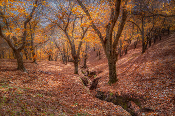 Valle del Genal  en otoño