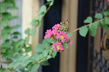 Fototapeta na wymiar Colorful flowers and morning sunshine 