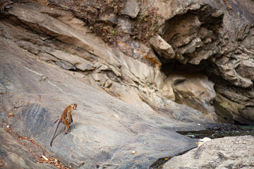 A monkey playing on a mountain stone.