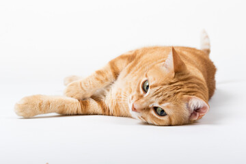 A Beautiful Domestic Orange Striped cat laying down in strange, weird, funny positions. Animal portrait against white background.
