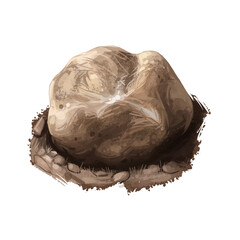 Terfeziaceae desert truffles isolated. Terfezia, Tirmania, and Mattirolomyces. Edible mushroom closeup digital art illustration. Boletus, mushrooming season, plant grow in forests. Web print, clipart.