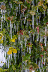 Gran helada de el jardín
