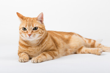 A Beautiful Domestic Orange Striped cat laying down in strange, weird, funny positions. Animal portrait against white background.