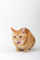 Fototapeta premium A Beautiful Domestic Orange Striped cat sitting and cleaning itself tongue out in strange, weird, funny positions. Animal portrait against white background.