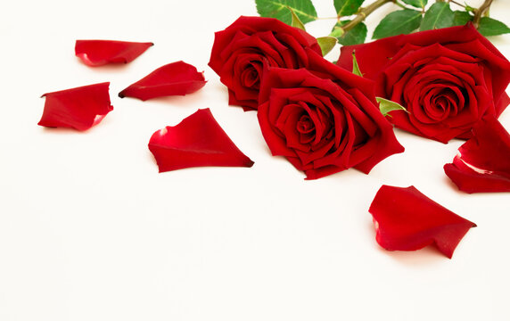 Beautiful bouquet of red rose flowers with rose petals