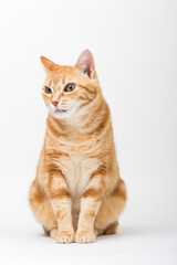 Fototapeta na wymiar A Beautiful Domestic Orange Striped cat sitting and cleaning itself tongue out in strange, weird, funny positions. Animal portrait against white background.