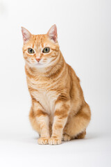 A Beautiful Domestic Orange Striped cat sitting in strange, weird, funny position. Animal portrait against white background.