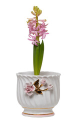 Flower decoration background. Close-up of beautiful pink hyacinth flower just bursting into bloom, with tender buds and fresh greenery in a decorative white vase isolated on a white background.