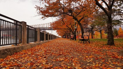 Obraz premium Roosevelt Island in the fall