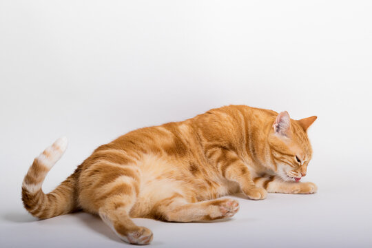A Beautiful Domestic Orange Striped cat laying down and cleaning itself tongue out in strange, weird, funny positions. Animal portrait against white background.