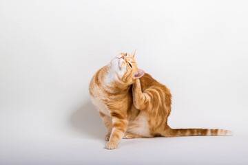 A Beautiful Domestic Orange Striped cat sitting and scratching in strange, weird, funny positions. Animal portrait against white background.