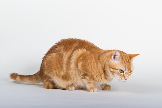 A Beautiful Domestic Orange Striped cat eating cat food snacks in strange, weird, funny positions. Animal portrait against white background.