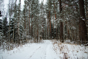 Beautiful winter forest landscape. Trees and plants in winter forest are covered with snow, white snow lies on  ground, covering  soil with large snowdrifts.