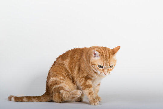 A Beautiful Domestic Orange Striped cat sitting in strange, weird, funny position. Animal portrait against white background.