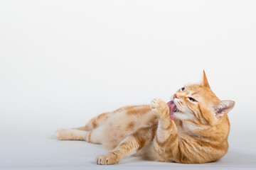 A Beautiful Domestic Orange Striped cat laying down and cleaning itself tongue out in strange, weird, funny positions. Animal portrait against white background.