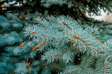Naklejka na ściany i meble Snow Covered Pine Tree Branches Close Up