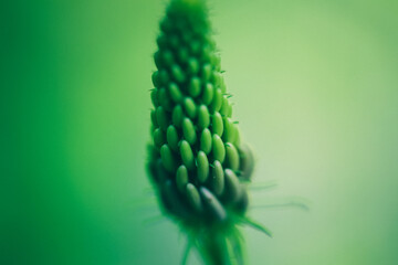Des graines d'une plante verte en macro
