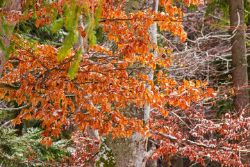 Branches of beech with not fallen leaves in winter forest