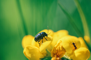 Un scarabée sur une fleur jaune
