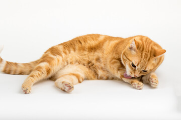 A Beautiful Domestic Orange Striped cat laying down in strange, weird, funny positions. Animal portrait against white background.