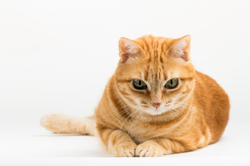 Fototapeta premium A Beautiful Domestic Orange Striped cat laying down in strange, weird, funny positions. Animal portrait against white background.