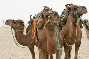 Tunisia. Kebili. Camels. Pets. Camel Driver