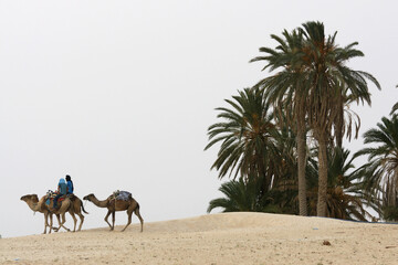Tunisia. Kebili. Camels. Pets. Camel Driver