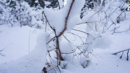 Fototapeta na wymiar Frozen raspberry bush covered with snow, thorny bush in winter