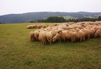 Owce na hali © Piotr