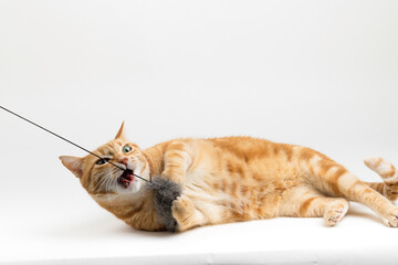 A Beautiful Domestic Orange Striped cat laying down and playing with a toy mouse in strange, weird, funny positions. Animal portrait against white background.
