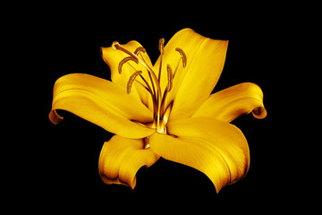 One golden lily flower black background isolated close up, beautiful single gold lilly on dark, shiny yellow metallic floral pattern, decorative design element, elegant decoration, luxury illustration - obrazy, fototapety, plakaty
