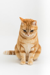 Obraz premium A Beautiful Domestic Orange Striped cat sitting in strange, weird, funny position. Animal portrait against white background.