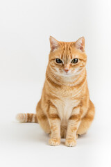 A Beautiful Domestic Orange Striped cat sitting in strange, weird, funny position. Animal portrait against white background.