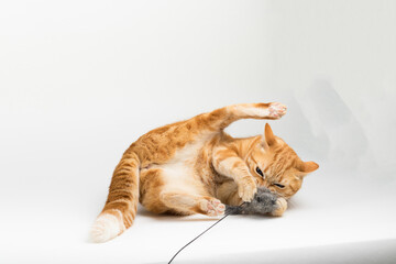 A Beautiful Domestic Orange Striped cat laying down and playing with a toy mouse in strange, weird, funny positions. Animal portrait against white background.