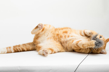A Beautiful Domestic Orange Striped cat laying down and playing with a toy mouse in strange, weird, funny positions. Animal portrait against white background.